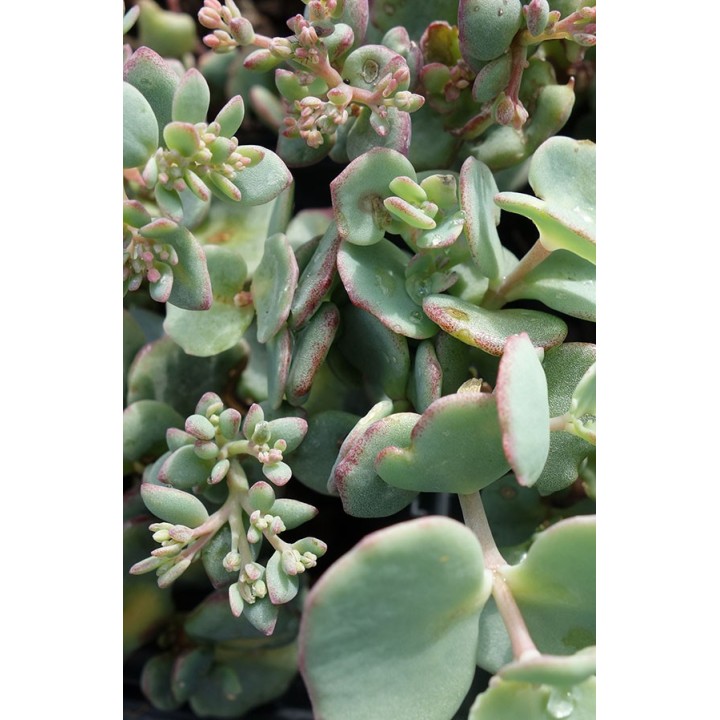 Orpin - Sedum sieboldii 'Mediovariegatum'