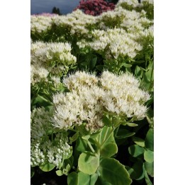 Orpin - Sedum spectabile 'Iceberg'