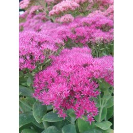 Orpin - Sedum spectabile 'Septemberglut'
