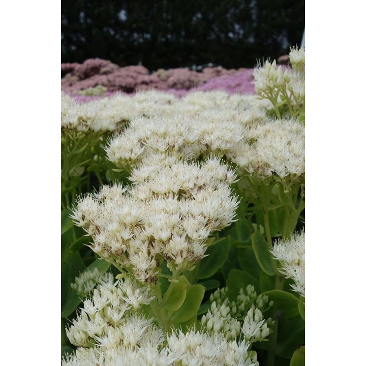 Orpin - Sedum spectabile 'Stardust'