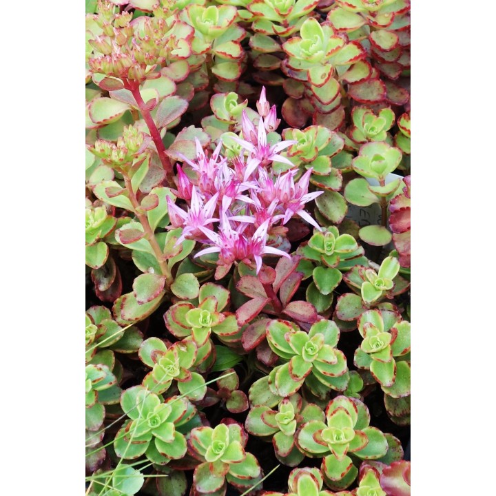 Orpin - Sedum spurium 'Voodoo'