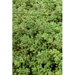 Orpin - Sedum stefco