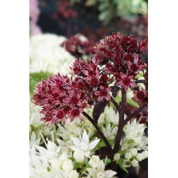 Orpin à feuillage pourpre - Sedum telephium 'Postman's Pride'