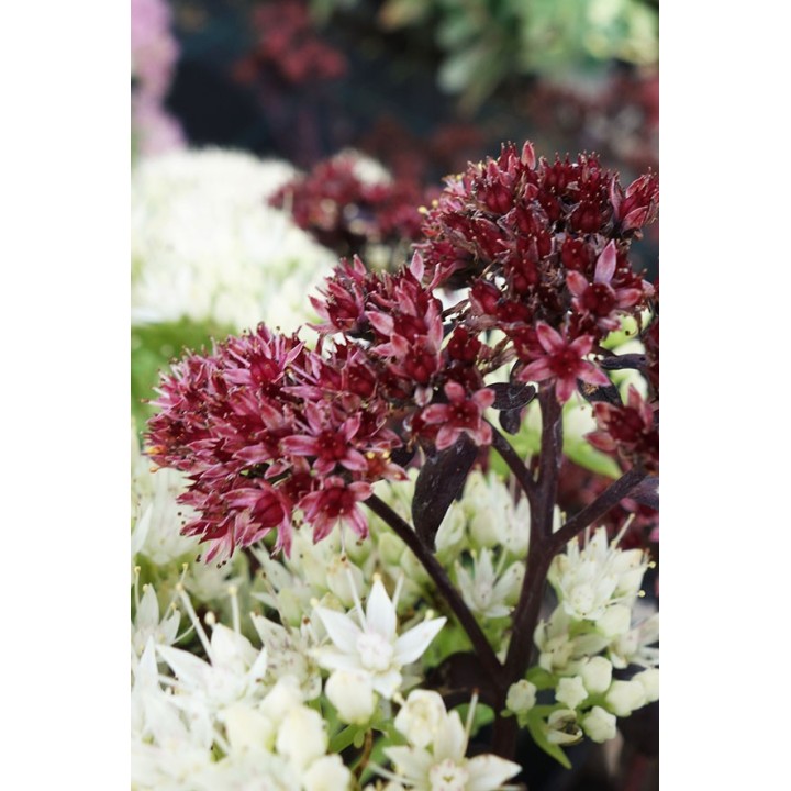 Orpin à feuillage pourpre - Sedum telephium 'Postman's Pride'