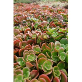 Orpin rampant - Sedum tetractinum 'Coral Reef'