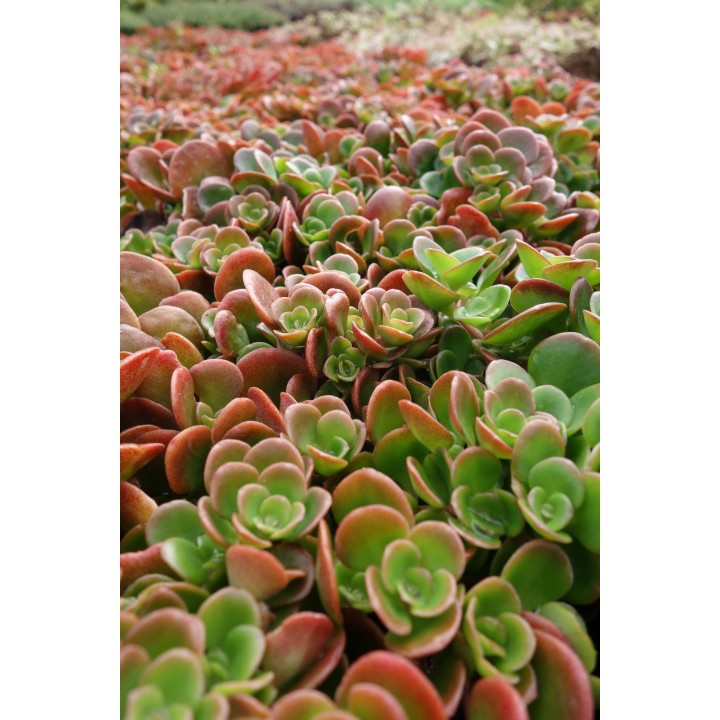 Orpin rampant - Sedum tetractinum 'Coral Reef'