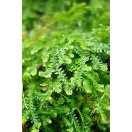 Sélaginelle de Suisse - Selaginella helvetica