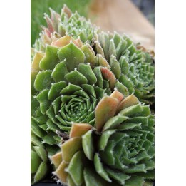 Barbe de Jupiter - Sempervivum 'Alpha'