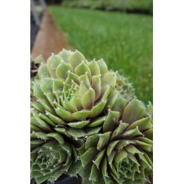Barbe de Jupiter - Sempervivum 'Apollo'