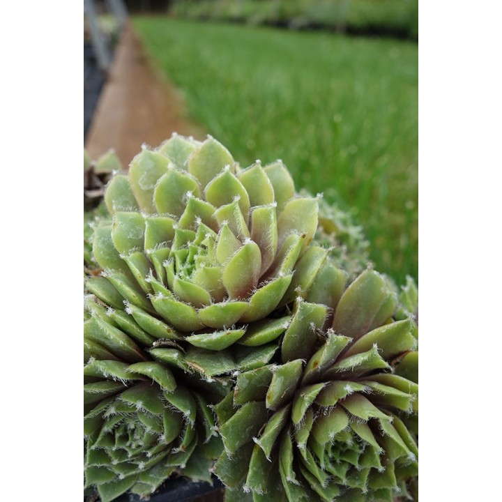 Barbe de Jupiter - Sempervivum 'Apollo'
