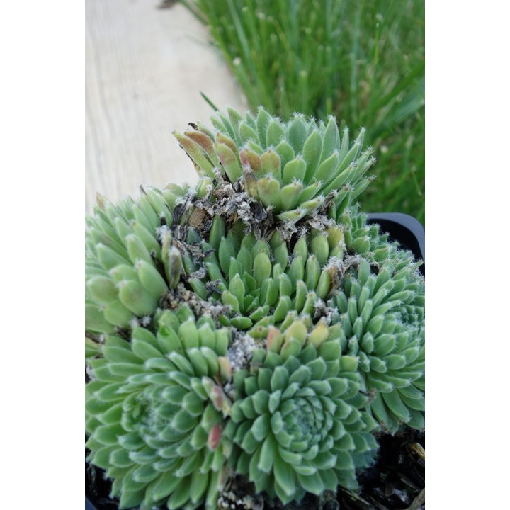 Barbe de Jupiter - Sempervivum 'Ashes Of Roses'