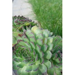 Barbe de Jupiter - Sempervivum 'Bernstein'