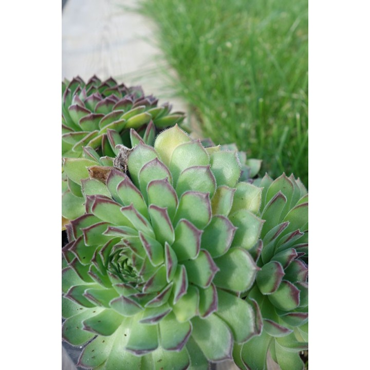 Barbe de Jupiter - Sempervivum 'Bernstein'