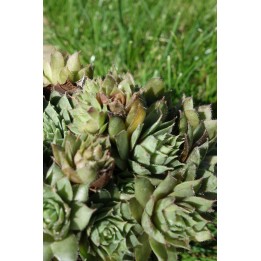 Barbe de Jupiter - Sempervivum 'Beta'