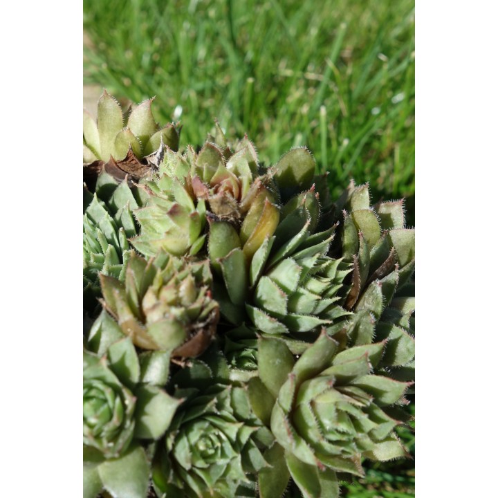 Barbe de Jupiter - Sempervivum 'Beta'