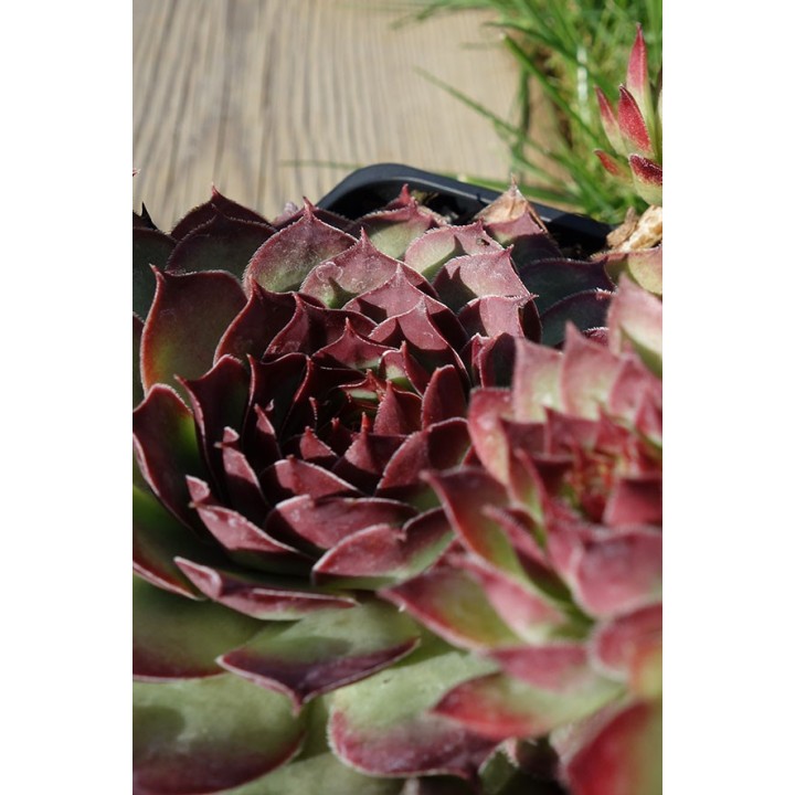 Barbe de Jupiter - Sempervivum 'Boromir'