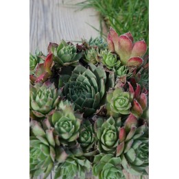 Barbe de Jupiter - Sempervivum 'Carnstone'