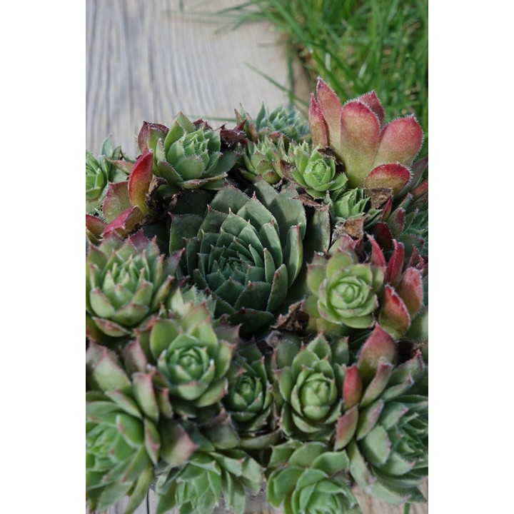Barbe de Jupiter - Sempervivum 'Carnstone'