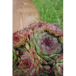 Barbe de Jupiter - Sempervivum 'Congo'