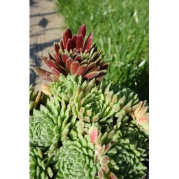 Barbe de Jupiter - Sempervivum 'Crimson Velvet'