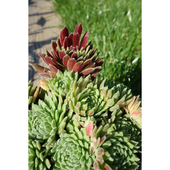 Barbe de Jupiter - Sempervivum 'Crimson Velvet'