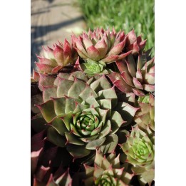 Barbe de Jupiter - Sempervivum 'Dark Cloud'