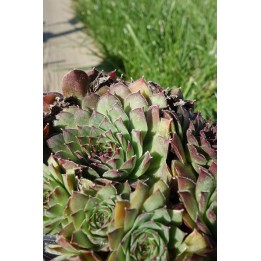 Barbe de Jupiter - Sempervivum 'Gazelle'
