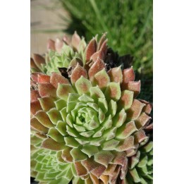 Barbe de Jupiter - Sempervivum 'Georgette'