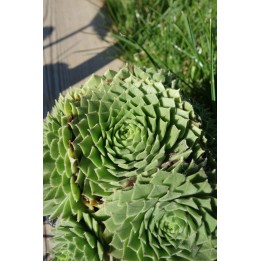 Barbe de Jupiter - Sempervivum 'Godaert'