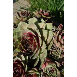 Barbe de Jupiter - Sempervivum 'Granat'