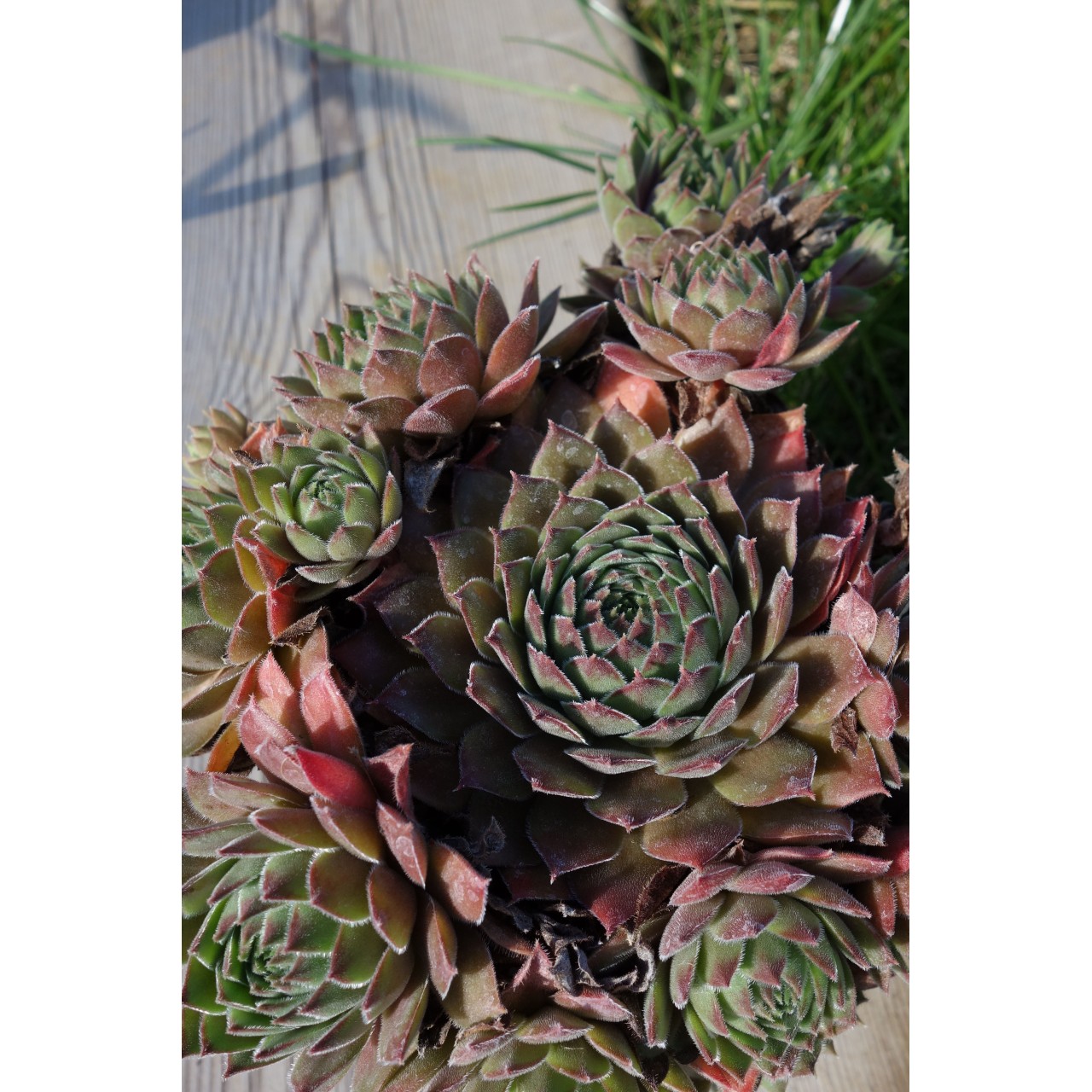 Barbe de Jupiter - Sempervivum 'Gray Dawn'
