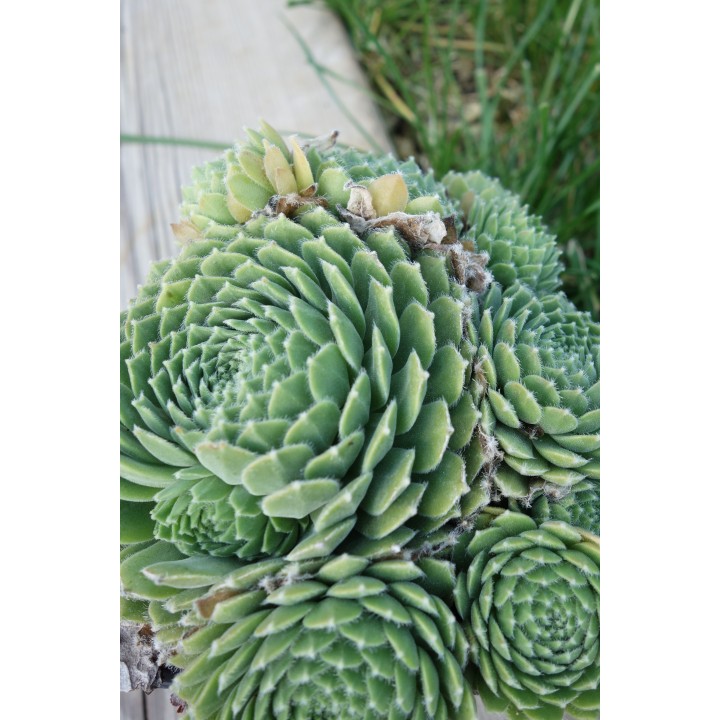Barbe de Jupiter - Sempervivum 'Hey Hey'