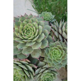 Barbe de Jupiter - Sempervivum 'Hortulanus Smit'