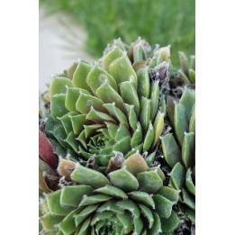 Barbe de Jupiter - Sempervivum 'Jubilee'