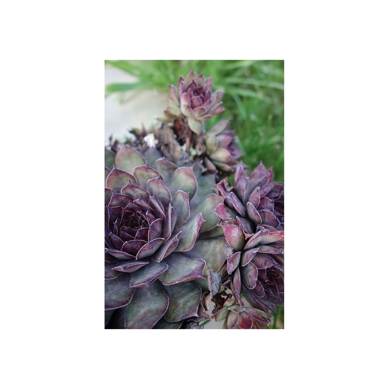 Barbe de Jupiter - Sempervivum 'Jungle Shadows'