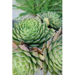 Barbe de Jupiter - Sempervivum 'Jupiter'