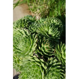 Barbe de Jupiter - Sempervivum 'Lennik's Sport'