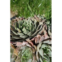 Barbe de Jupiter - Sempervivum 'Lilac Time'