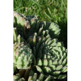 Barbe de Jupiter - Sempervivum 'Lively Bug'