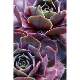 Barbe de Jupiter - Sempervivum 'Magnificum'