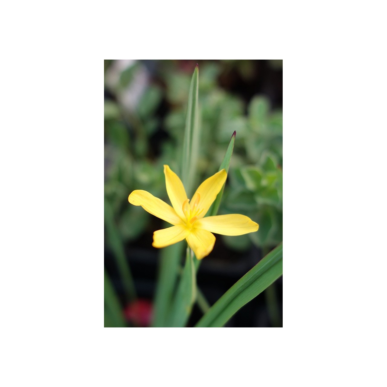 Sisyrinchium californicum