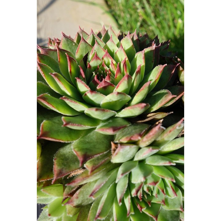 Barbe de Jupiter - Sempervivum 'Mahogany'