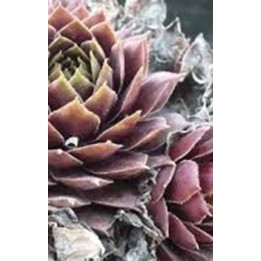 Barbe de Jupiter - Sempervivum 'Mereonton'