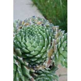 Barbe de Jupiter - Sempervivum 'Moerkerk's Merit'