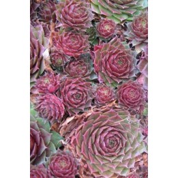 Barbe de Jupiter - Sempervivum 'Nocturno'