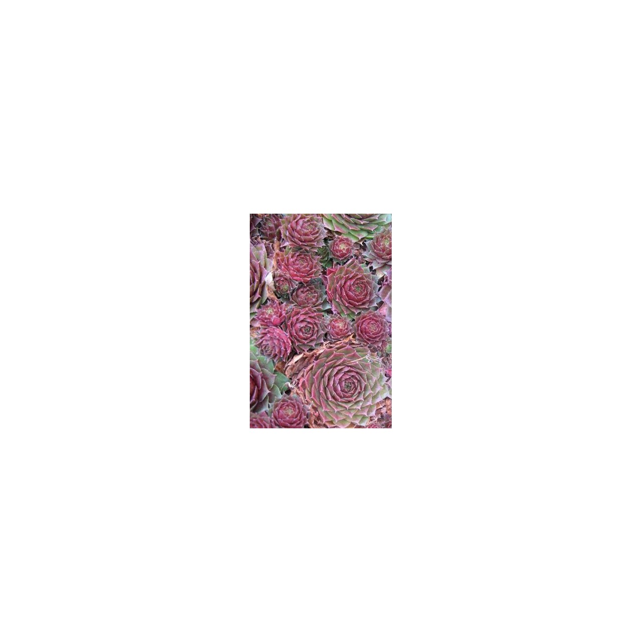 Barbe de Jupiter - Sempervivum 'Nocturno'