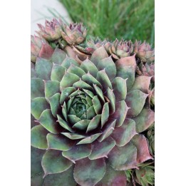 Barbe de Jupiter - Sempervivum 'Norbert'