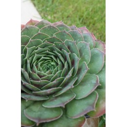 Barbe de Jupiter - Sempervivum 'Orion'