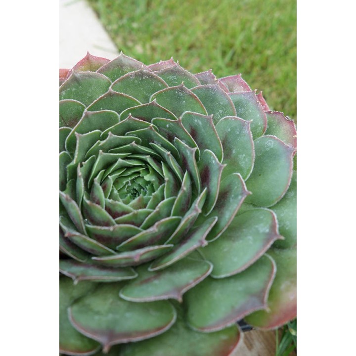 Barbe de Jupiter - Sempervivum 'Orion'