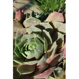 Barbe de Jupiter - Sempervivum 'Pallas'